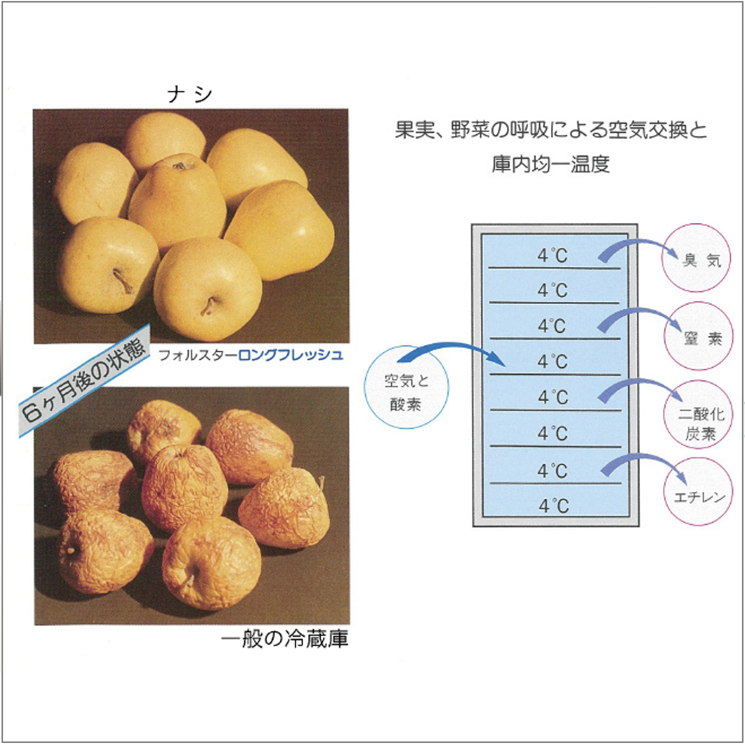 vinconnect / フォルスター「カジュアルプラス」FJC-366GD-BK（右開き）☆